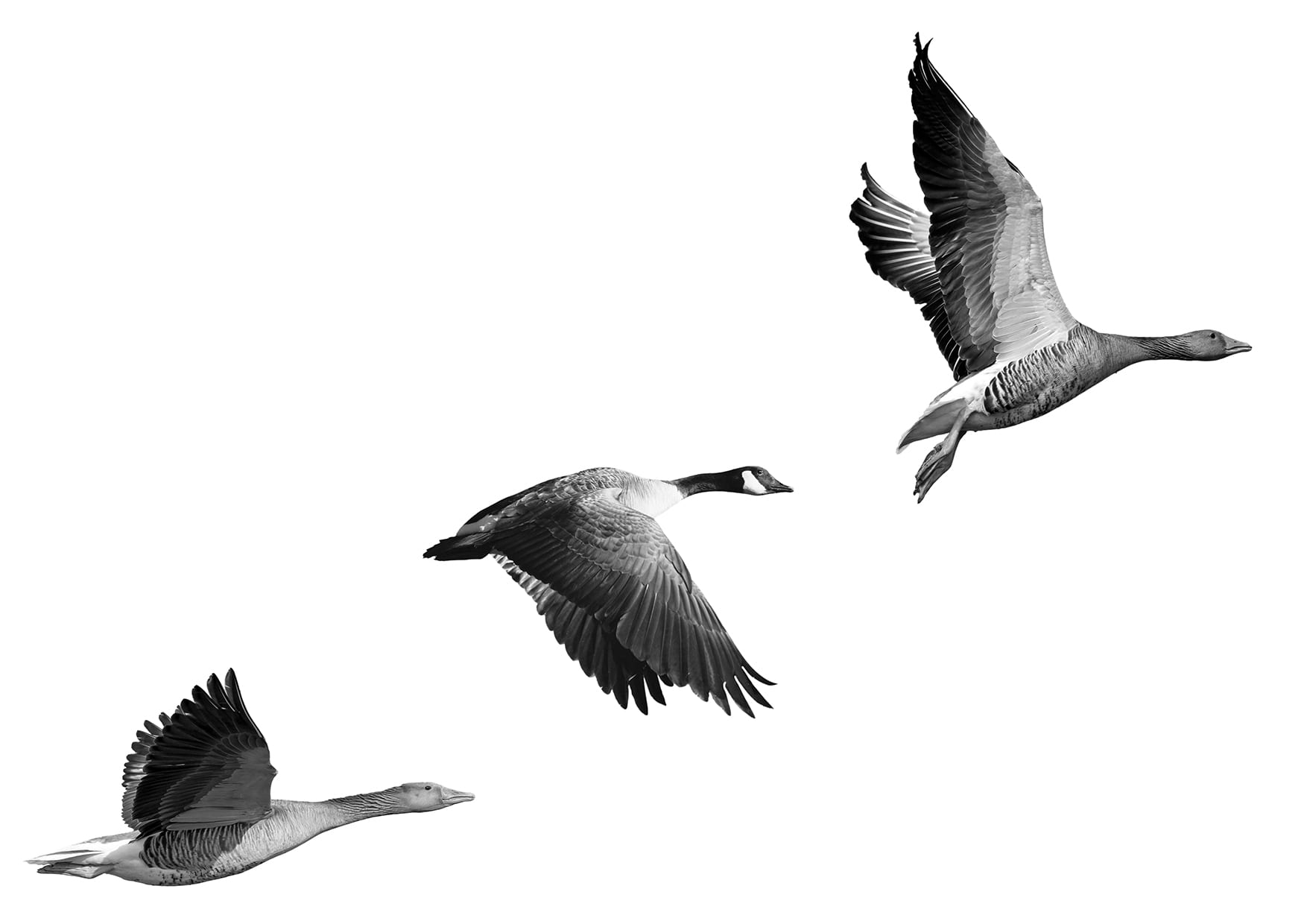 Three geese flying from left to right across the image