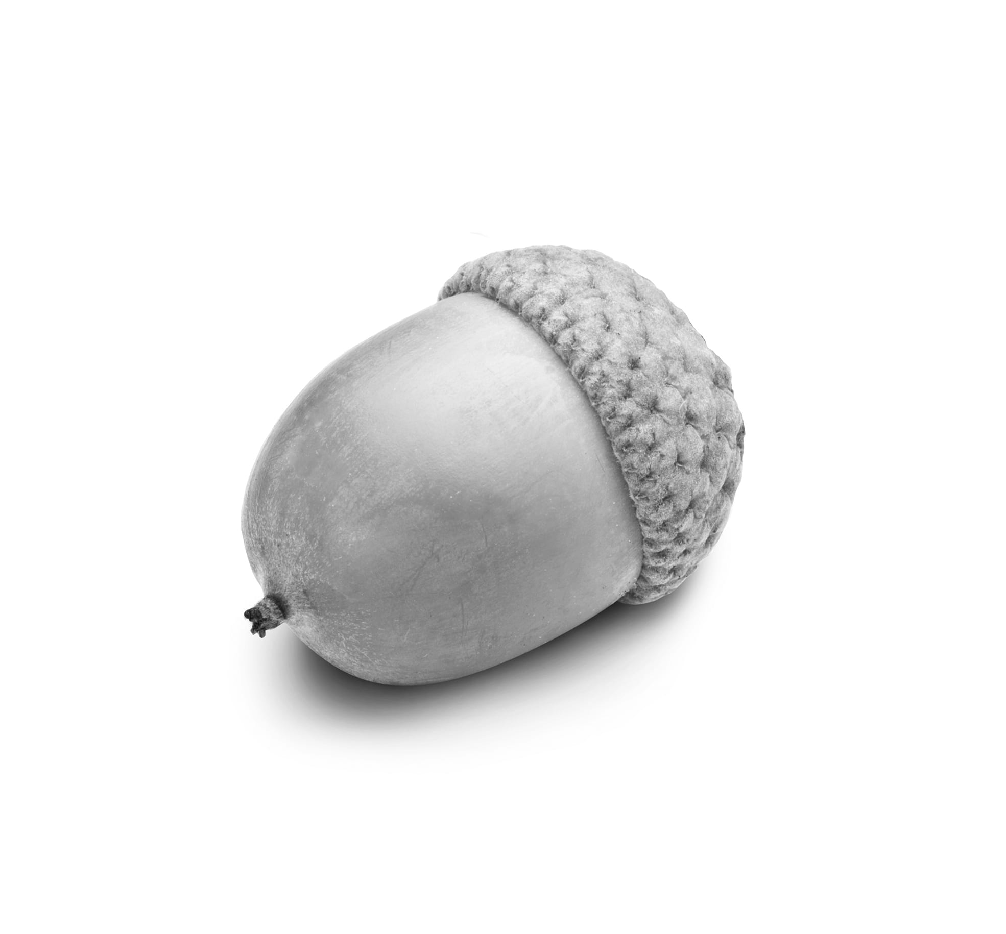 A black and white image of a single acorn in grey on a white background
