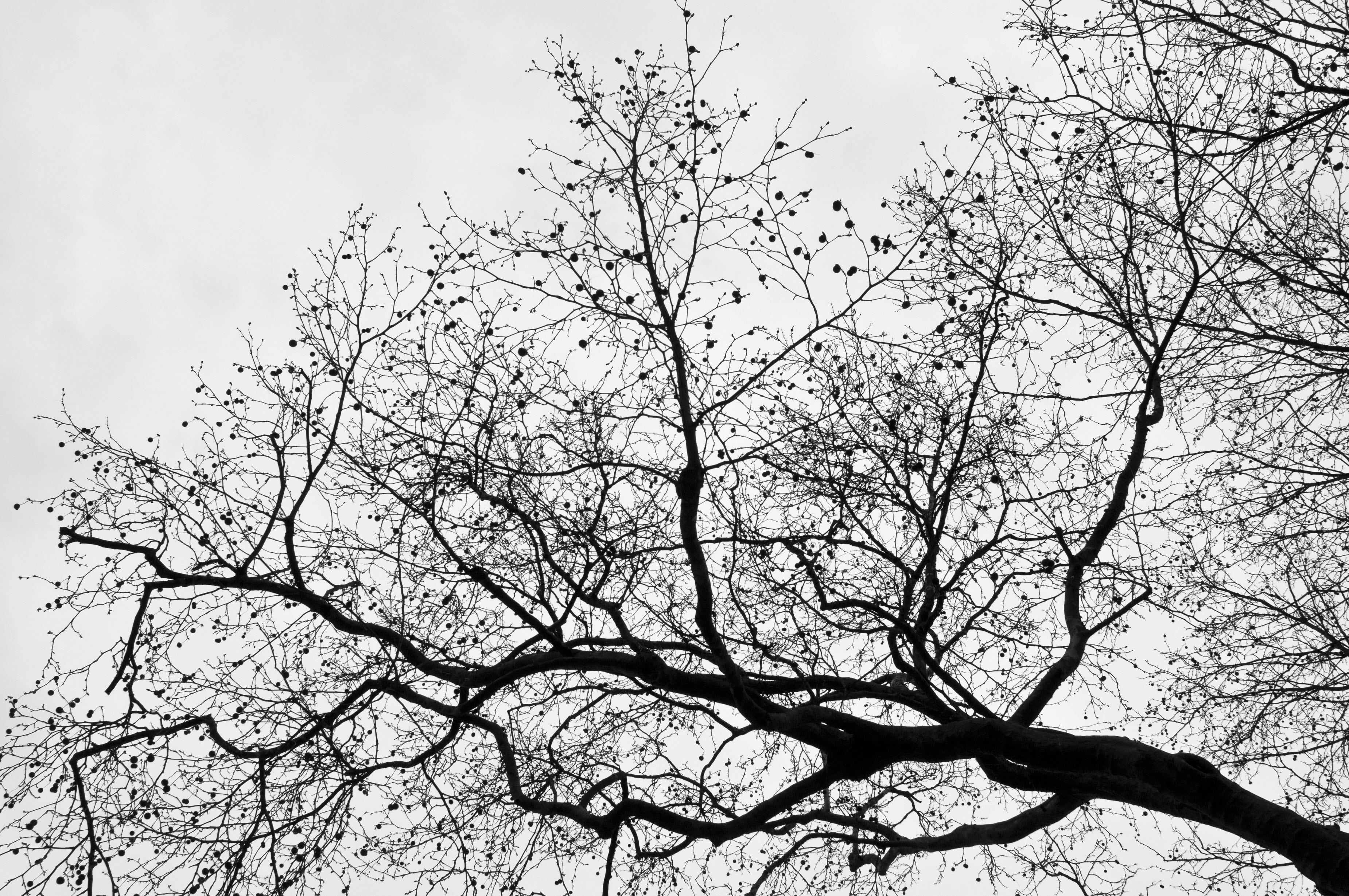 Silhouette of a tree