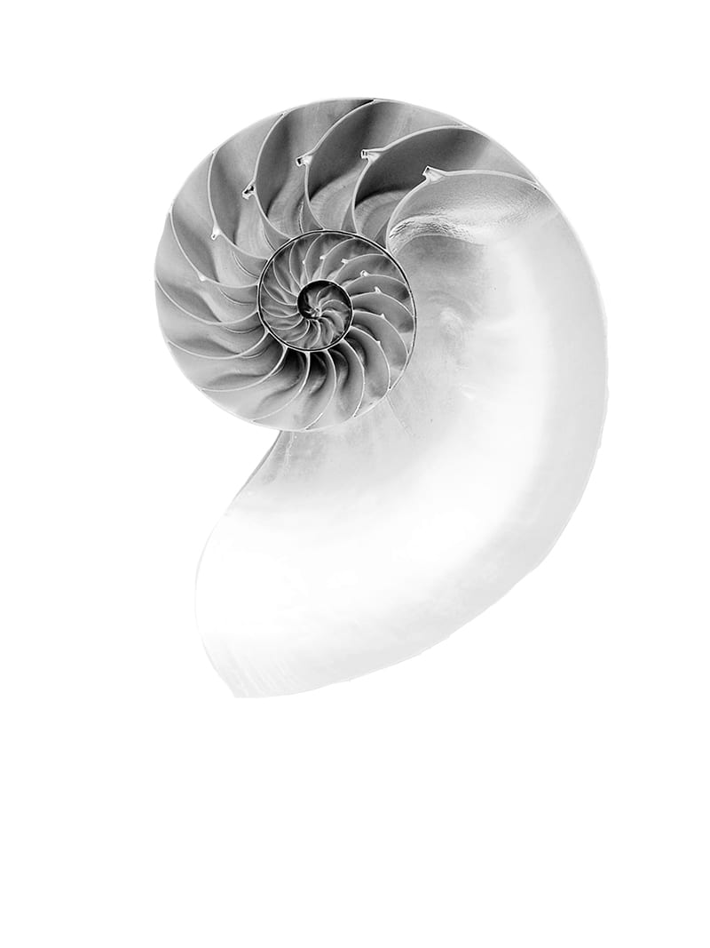 A cross-section of a spiraling mollusc shell