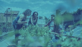 An image of people at an allotment huddled near plants